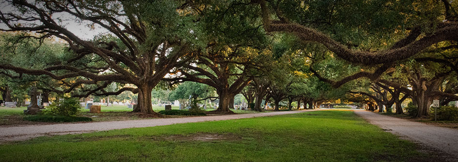 Oak Driveways of Roselawn Memorial Park