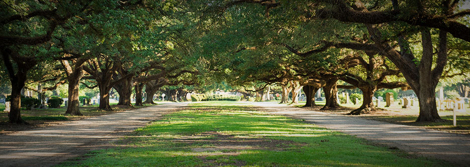 The Winding Roads of Roselawn Memorial Park