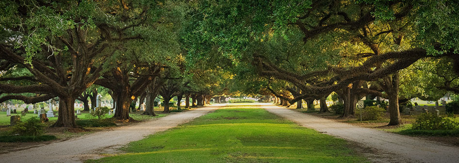 Oak tree driveway at Roselawn Memorial Park