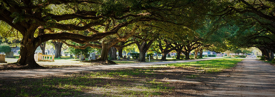 Majestic oaks line the roads of Roselawn Memorial Park
